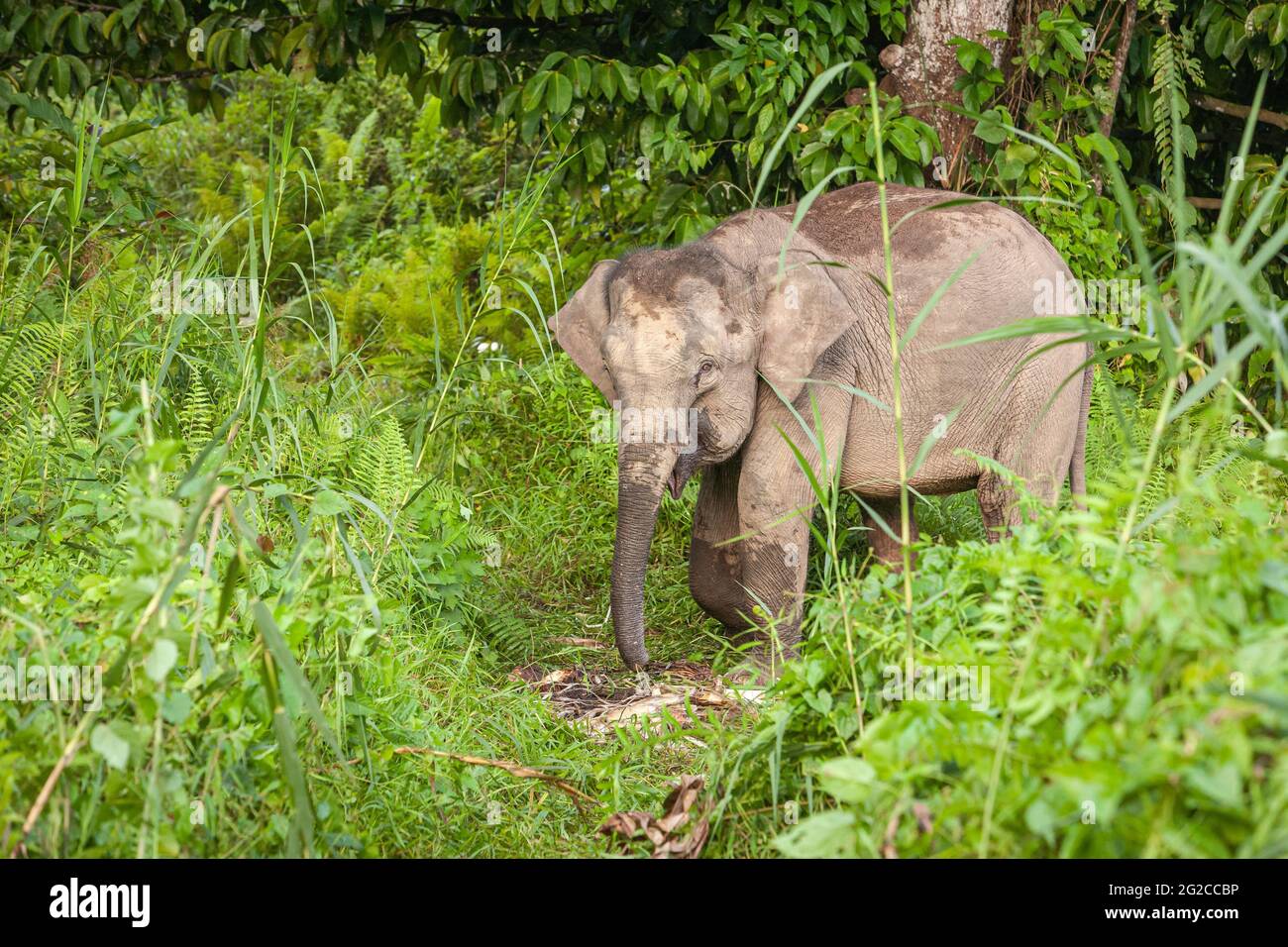 Asian elephant, Pygmy elephant, Elephas maximus borneensis, eating in