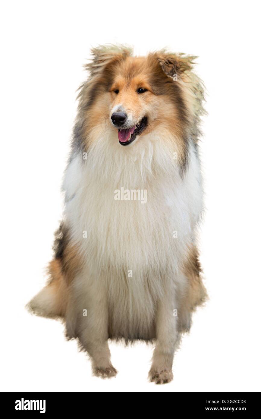 Lassie Collie – Big Furry Friends