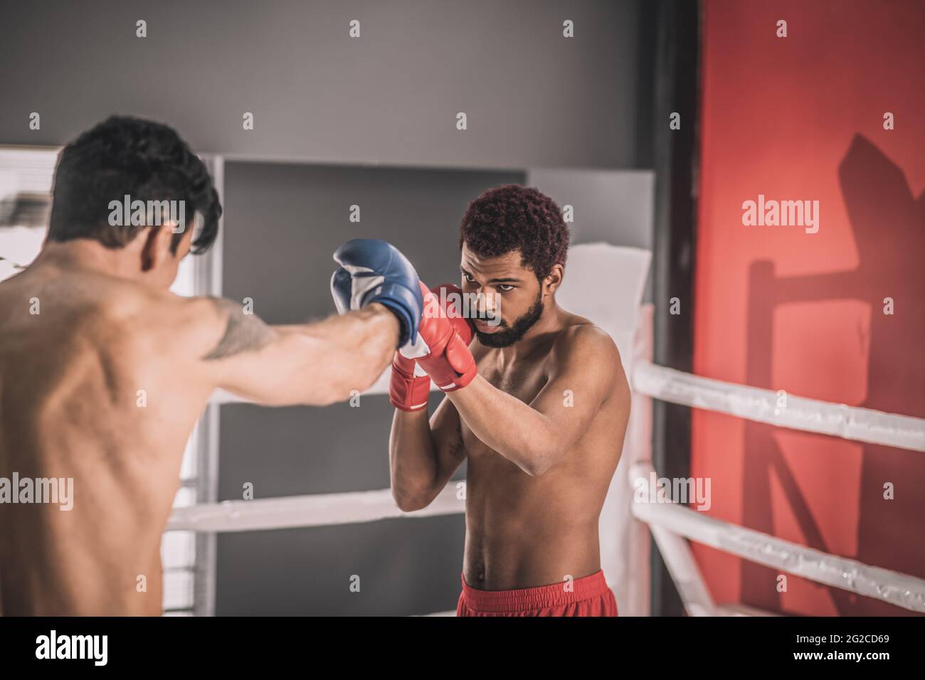 Two young kickboxers having a workout and looking involved Stock Photo