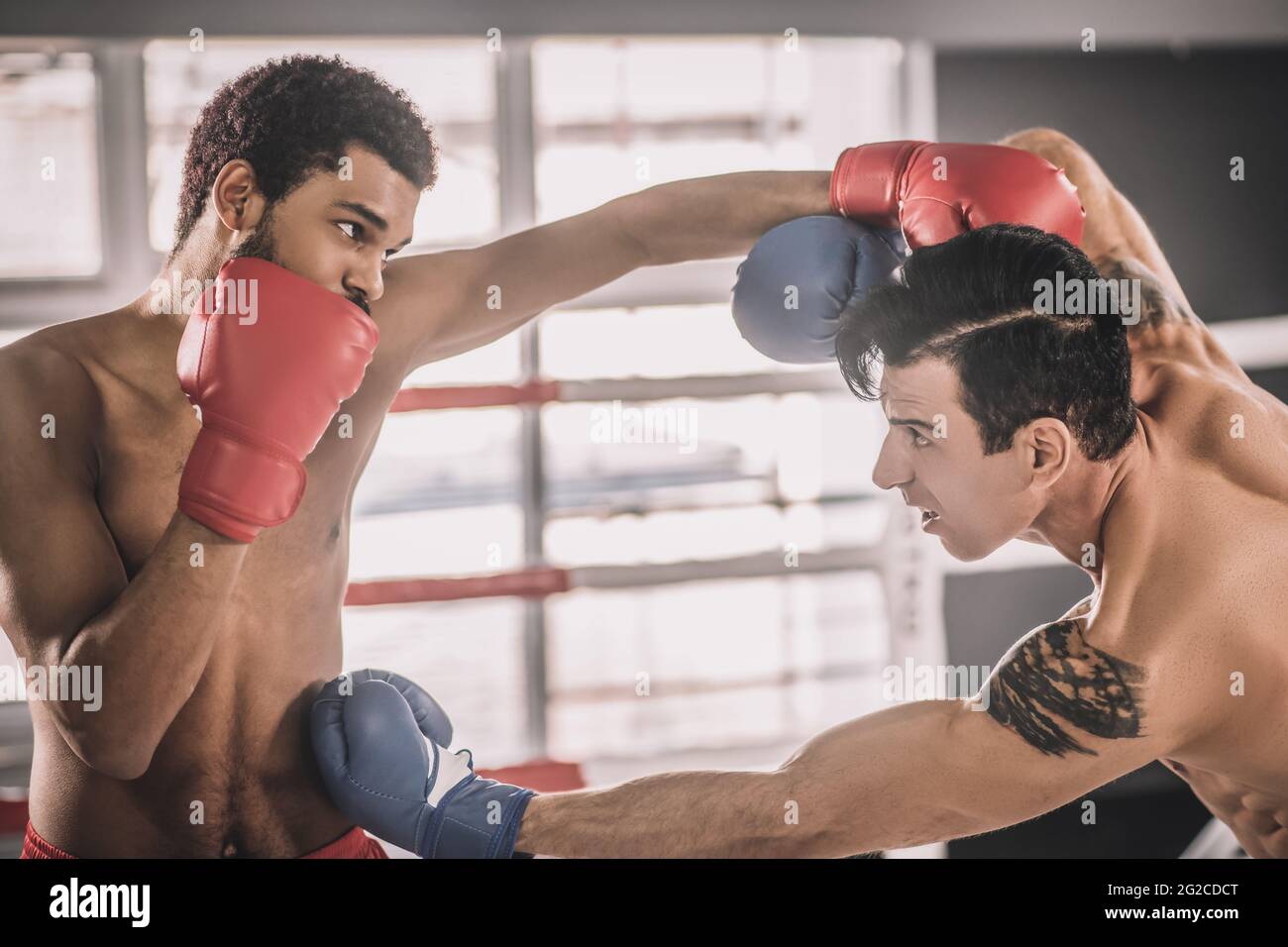 Two rivals having a fight on a boxing ring and looking aggressive Stock Photo