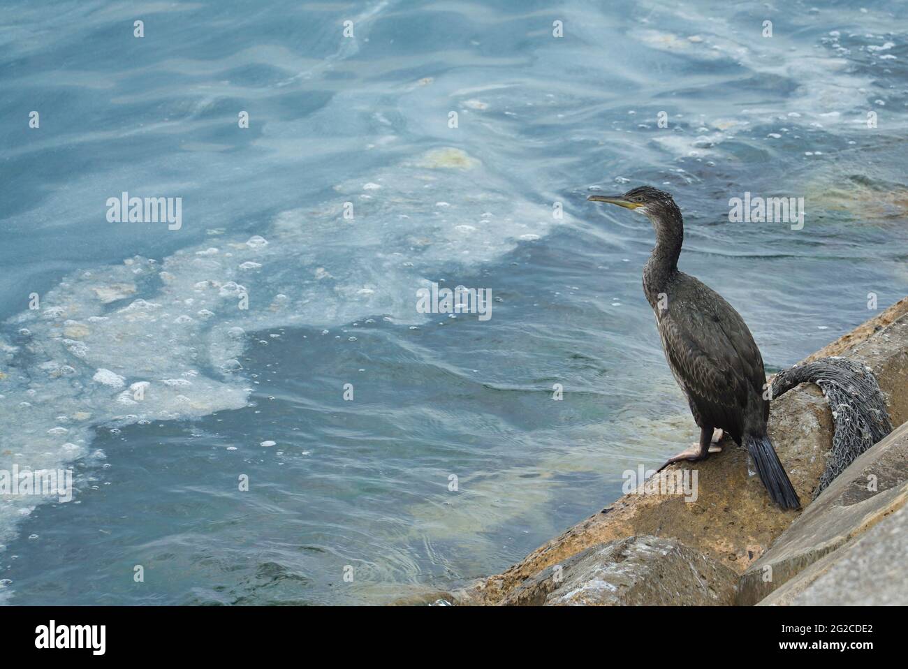 A big black cormorant sea bird on a polluted beach, after sea snot has covered the shores in Turkey. Marine and environmental pollution threaten wildl Stock Photo