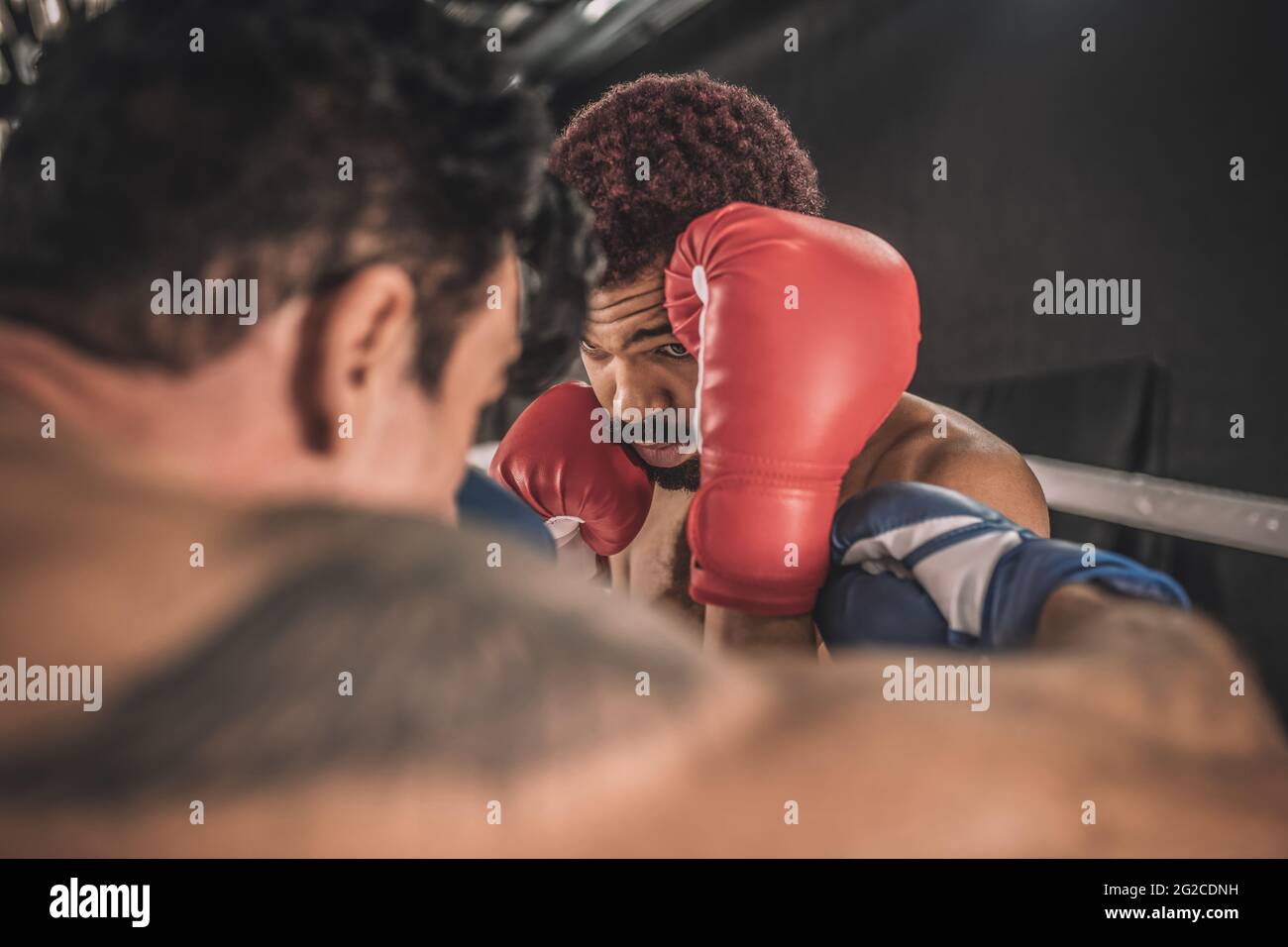 Two kickboxers fighting on a boxing ring and looking aggressive Stock Photo
