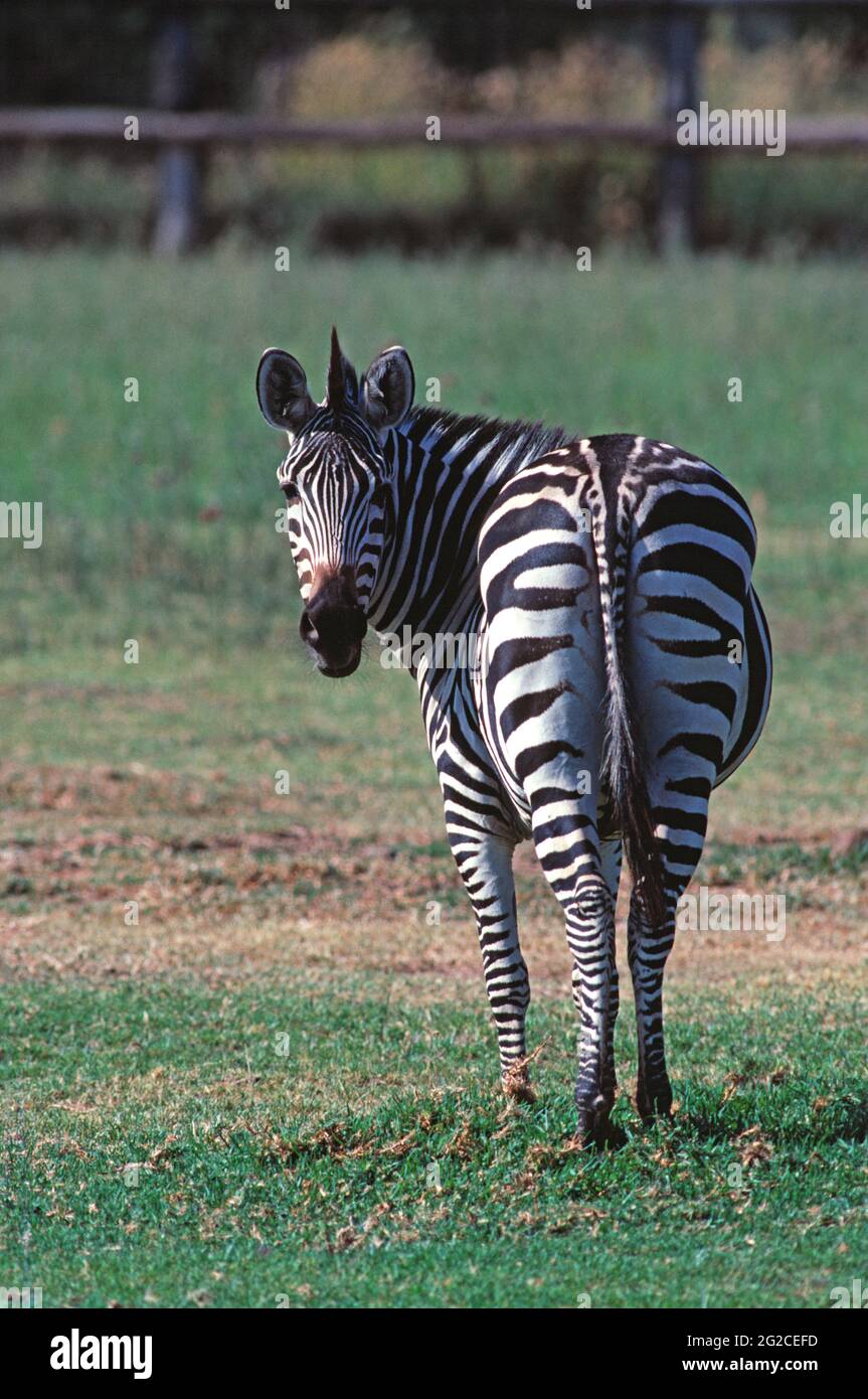 Australia. Wildlife Park. African Plains Zebra. Equus quagga. Stock Photo