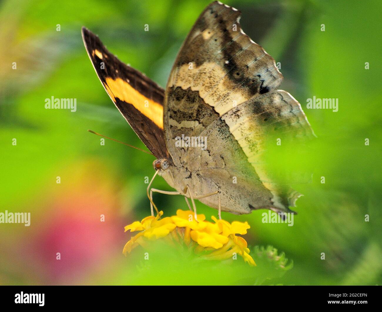 Butterfly on Yellow Flower - A multi-colored butterfly perched on a ...