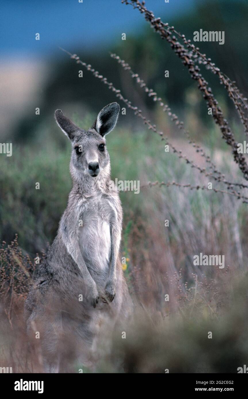 Australia. Wildlife. Marsupial. Grey Kangaroo in landscape. Macropus giganteus. Stock Photo