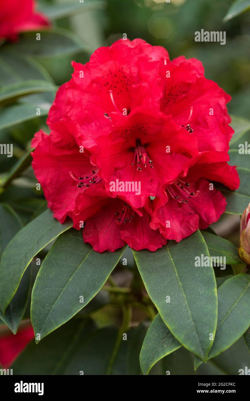 Red Rhododendrons in bloom. Stock Photo