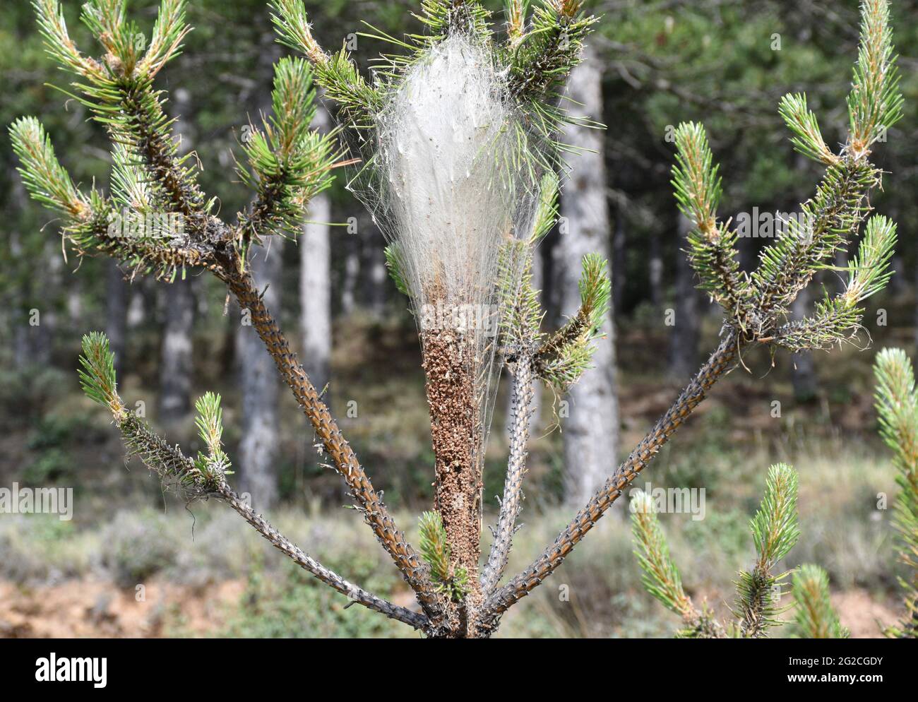 Young pine with a nest of Thaumetopoea pityocampa and its droppings at the bottom. Pine forest located in the province of Soria, Spain. Stock Photo