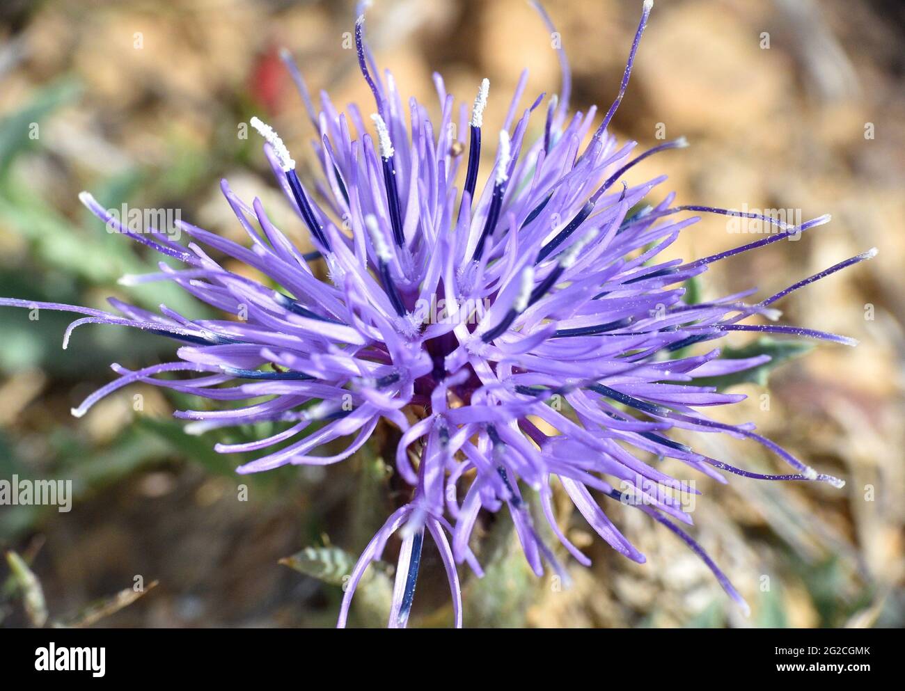 Flower of Carthamus Carduncellus or Carduncellus monspelliensium. Purple-blue flower located in the mountains on a sunny spring day. Stock Photo