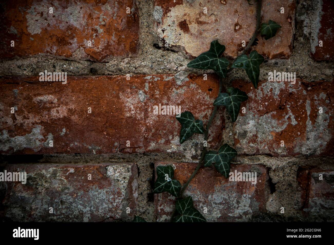 Vine plant on old brick wall Stock Photo