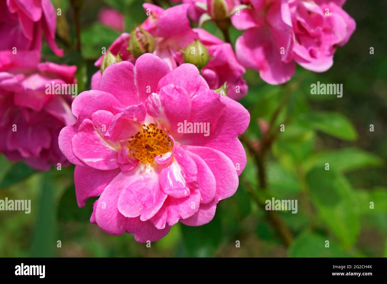 Pink roses on public garden Stock Photo - Alamy