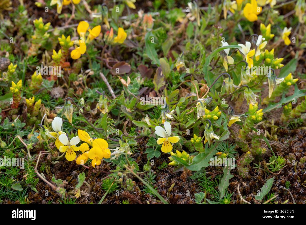 Very small wildflowers hi-res stock photography and images - Alamy