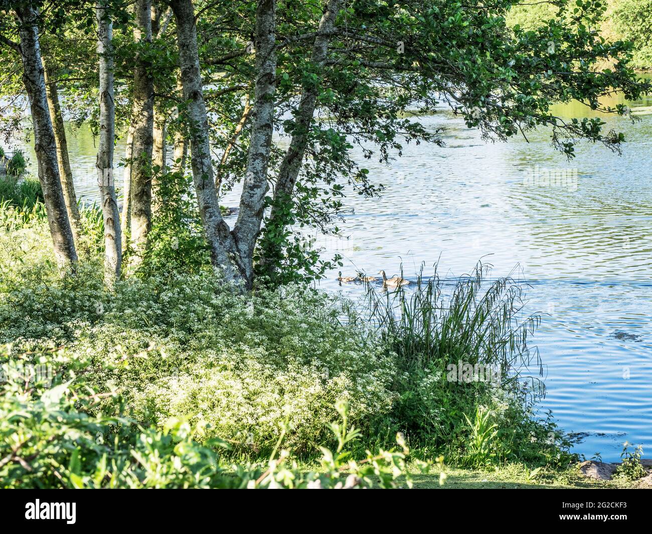 Evening sunlight on a small lake in Swindon, Wiltshire. Stock Photo