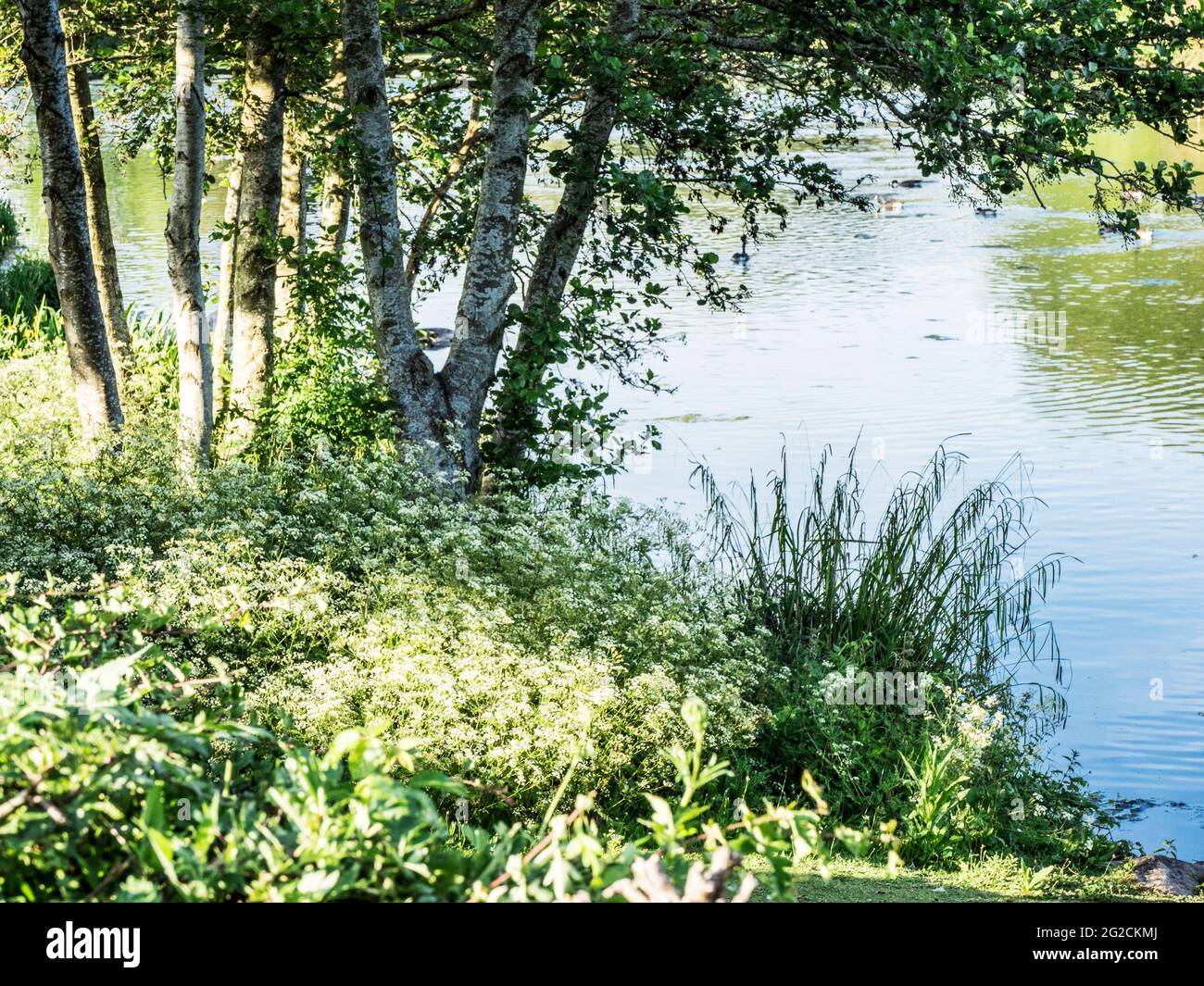 Evening sunlight on a small lake in Swindon, Wiltshire. Stock Photo
