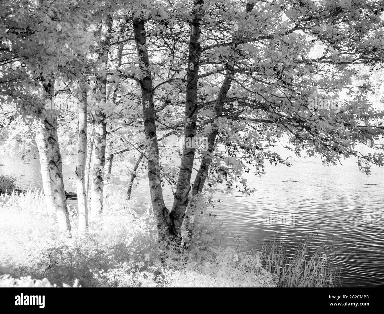 A sunny summer evening at a small lake in Swindon, Wiltshire taken in infrared. Stock Photo