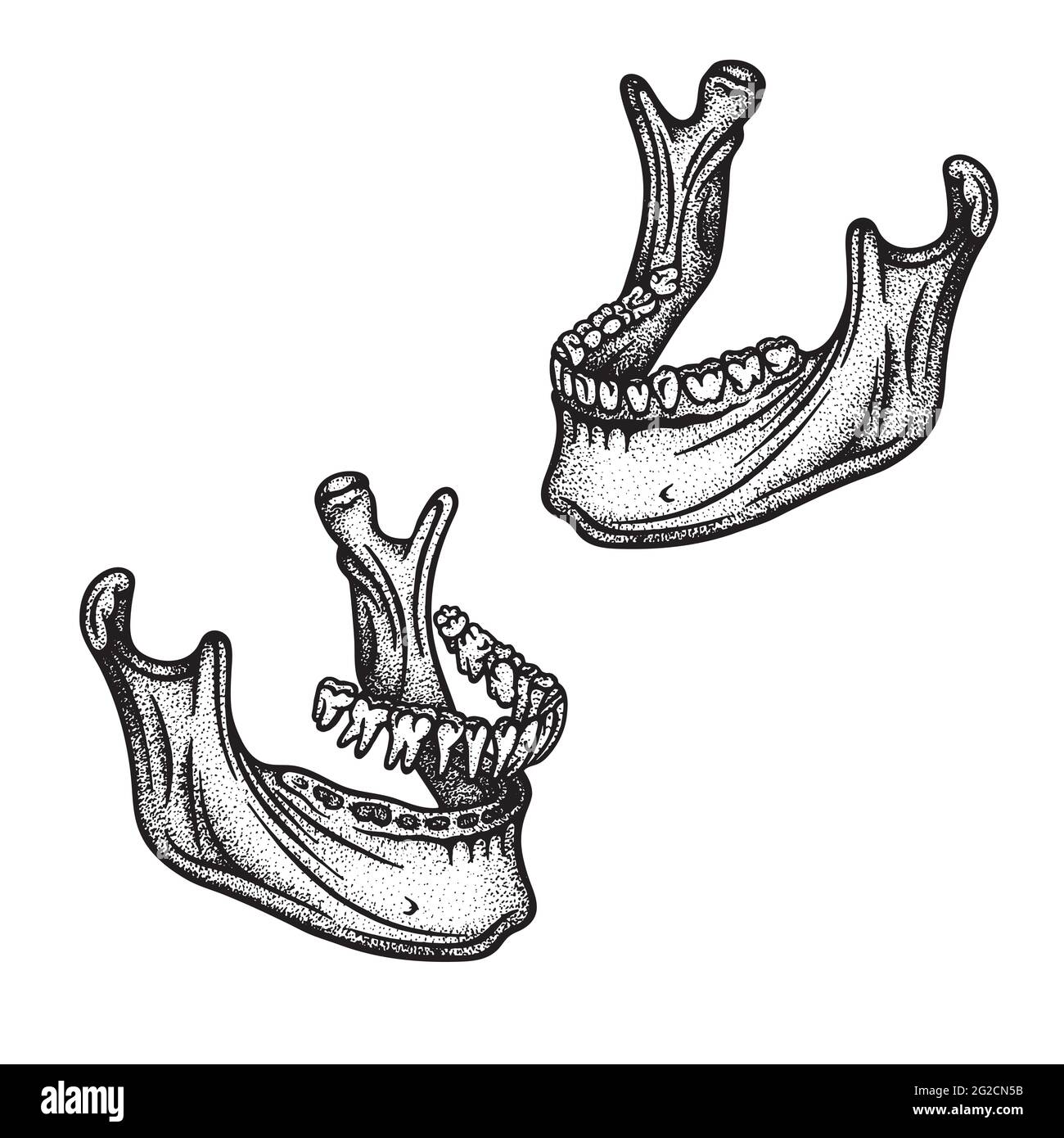 Human jaw bone with teeth. Mandible hand drawn vector illustrations set. Part of human skeleton graphic. Stock Vector