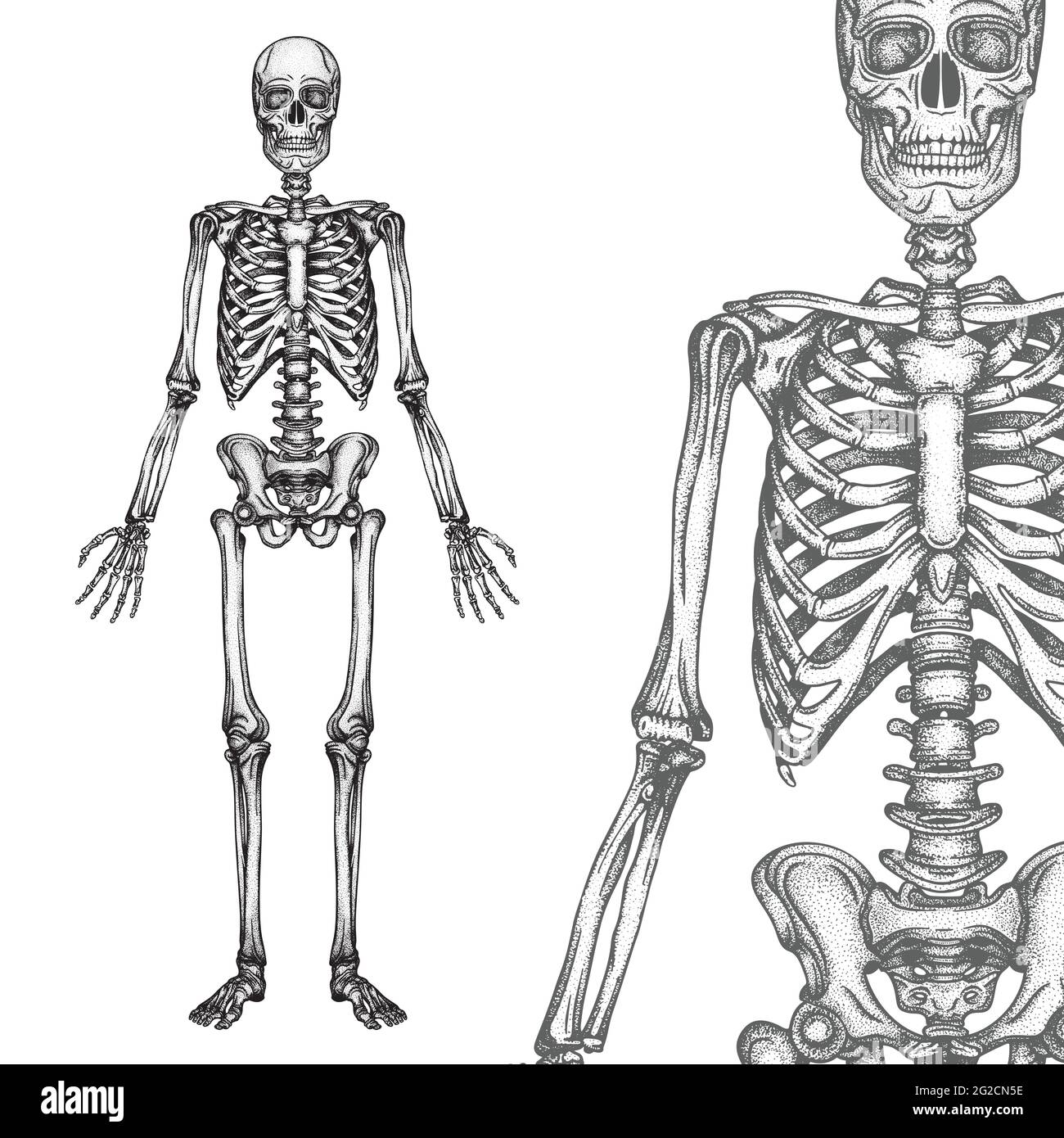 Human skeleton hand drawn vector illustrations set. Part of human skeleton graphic. Stock Vector
