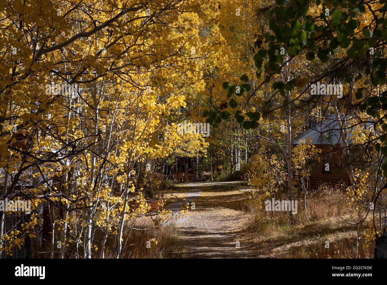 Cabins at the Wylder Hotel, former Sorensen's resort, in the Hope Valley near Markleeville, a famous tourist spot in the Fall, featuring yellow leaves Stock Photo