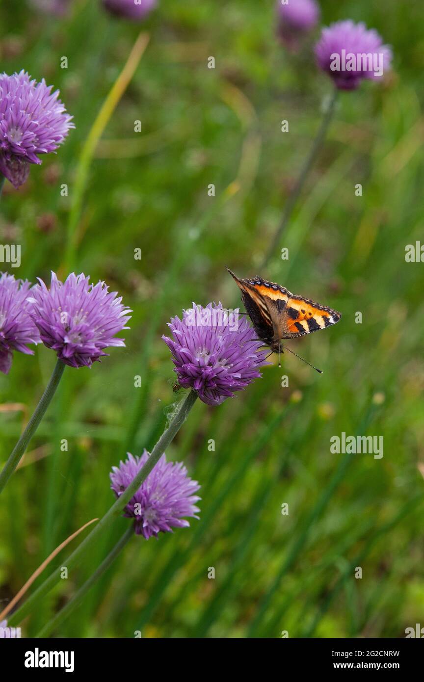 A close up of a painted lady butterfly as it drinks nectar from a Chive flower Stock Photo