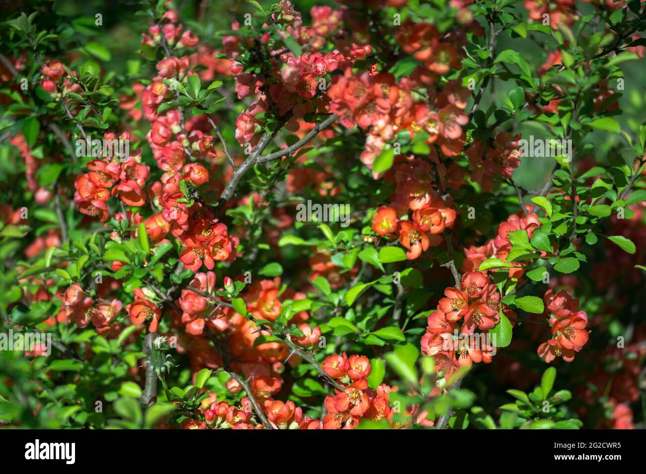 A flowering quince bush is strewn with red flowers against a background of bright green leaves. Background. Selective focus. Stock Photo