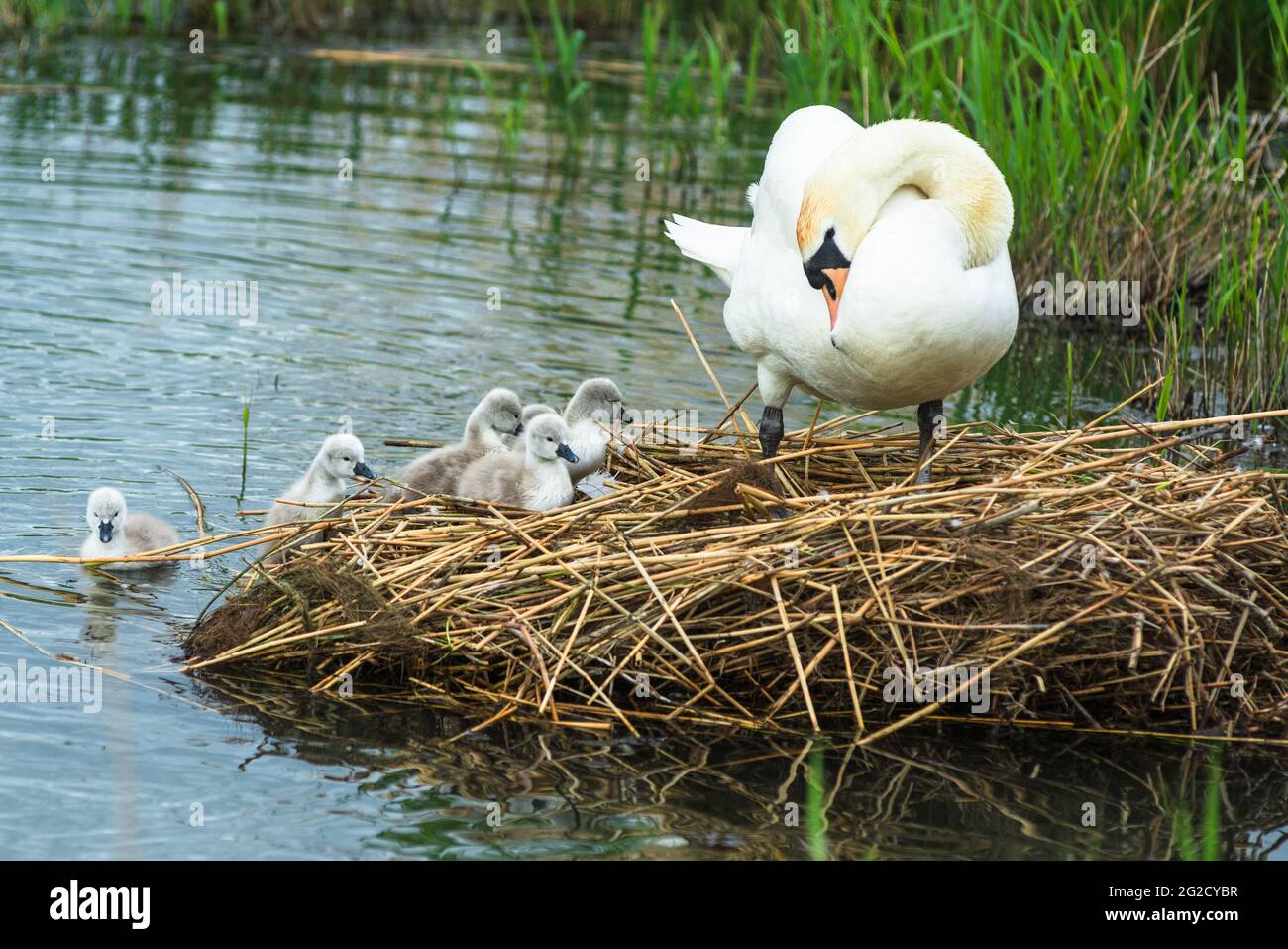 Mute swan mother & father and new born cygnets in Cambridgeshire, Uk Stock Photo