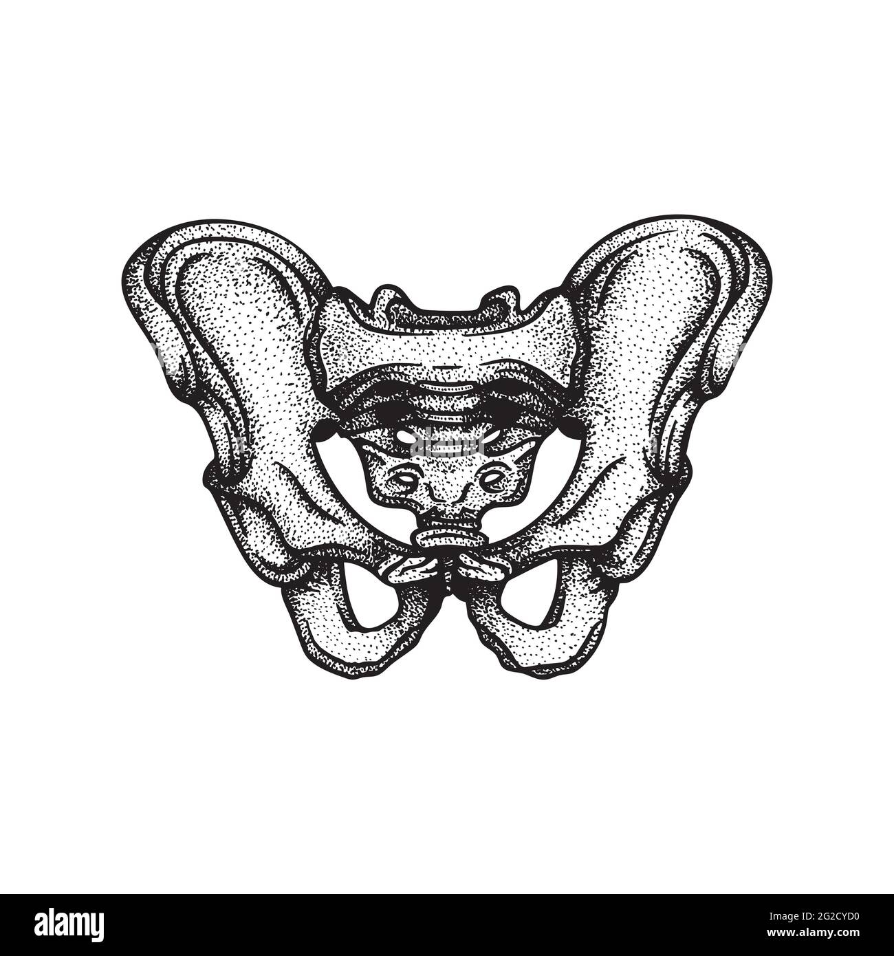 Pelvis. Human pelvis bone hand drawn vector illustration. Part of human skeleton graphic. Stock Vector