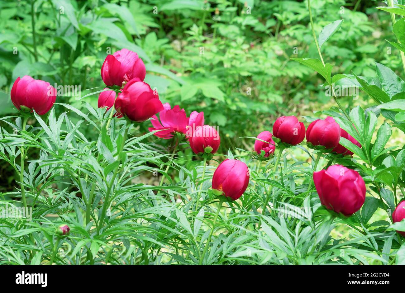 Closed buds of red peonies. The beginning of the flowering of peonies