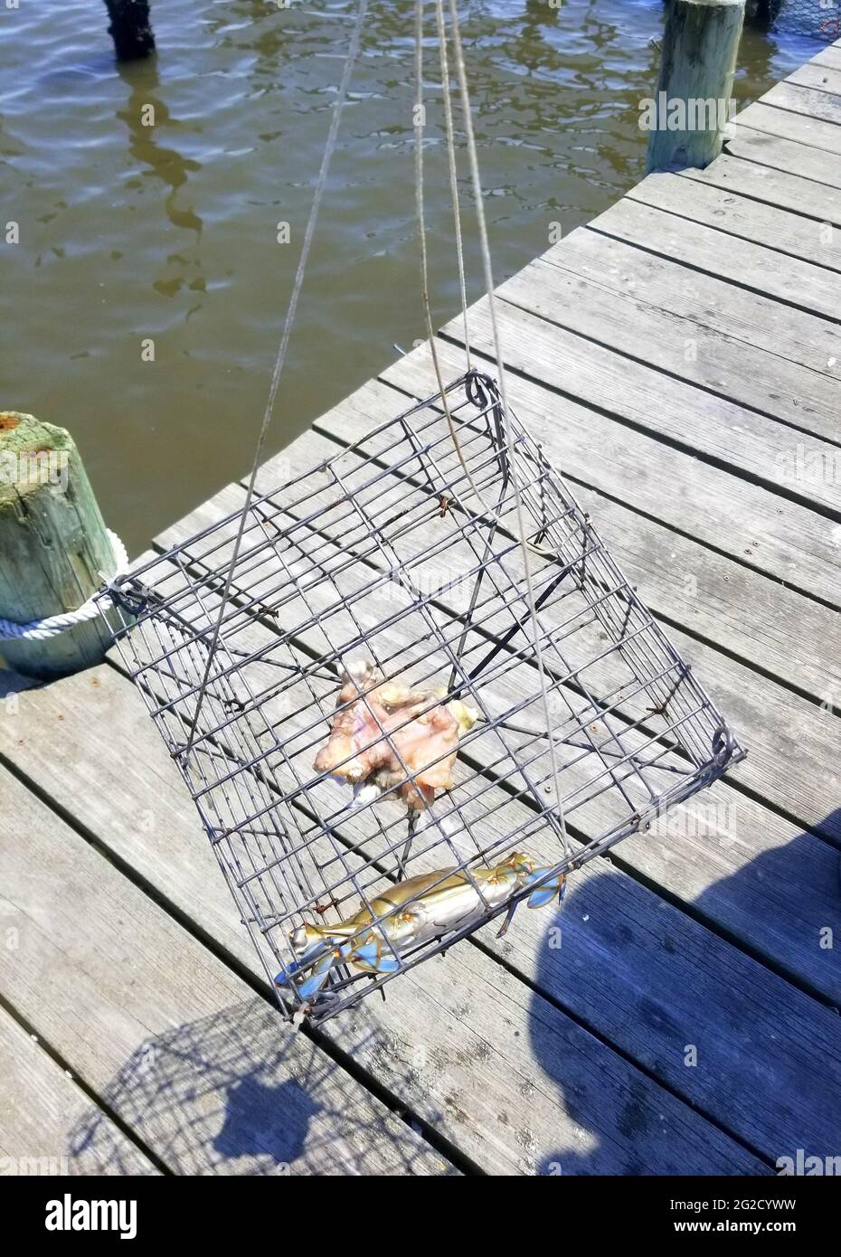 A crab trap filled with one blue crab on the dock Stock Photo - Alamy