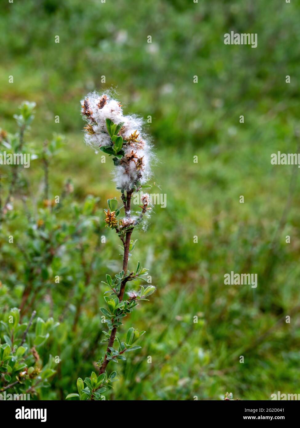 Creeping willow aka Salix repens with seeds. Low growing shrub. Stock Photo
