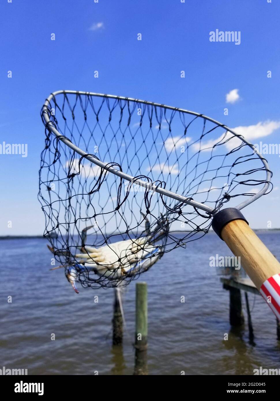 A wire net filled with one blue crab Stock Photo - Alamy