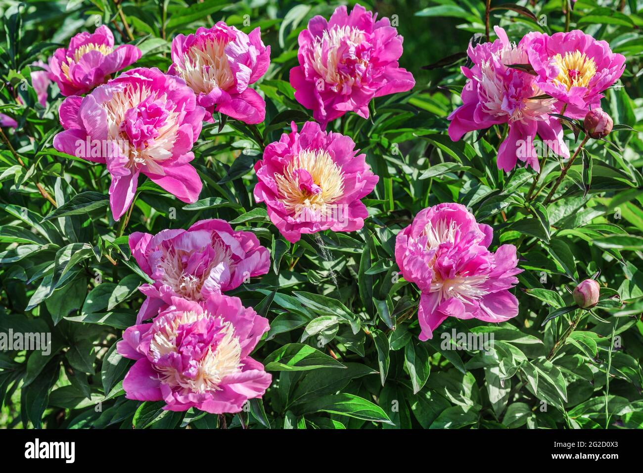 The Bowl of Beauty herbaceous peony belongs to the Japanese milky-flowered varieties and is distinguished by a two-tone color. Stock Photo