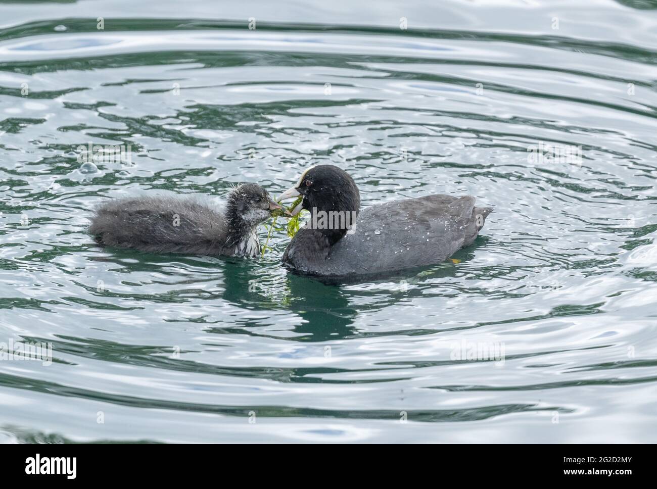 A Eurasian Coot (Fulica Atra) feeding pond weed to a chick. Stock Photo