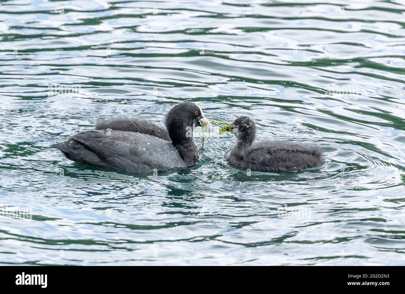 A Eurasian Coot (Fulica Atra) feeding pond weed to a chick. Stock Photo