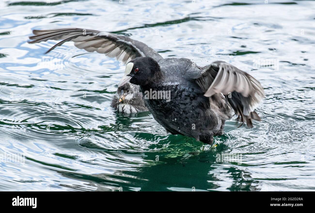 A coot defending it's chick. (Fulica atra). Coot aggression is common. Stock Photo