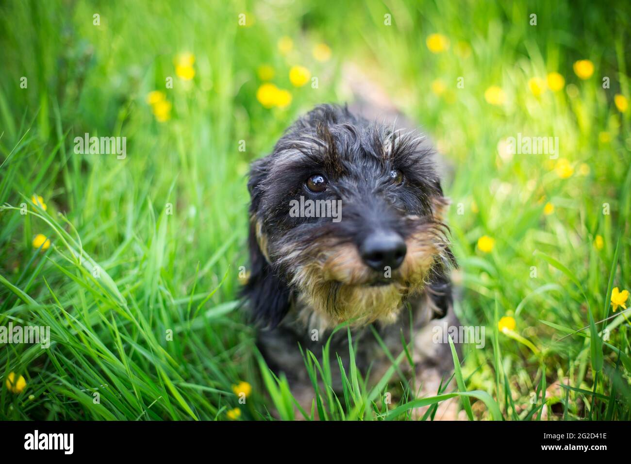 Wire-haired Dachshund Stock Photo