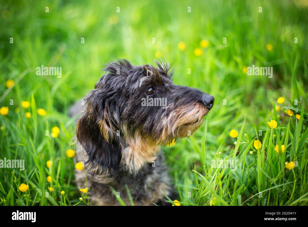 Wirehaired Dachshund Stock Photo Alamy