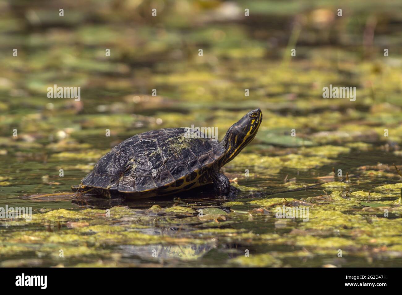 Wild Yellowbellied slider turtle (Trachyemys scripta scripta