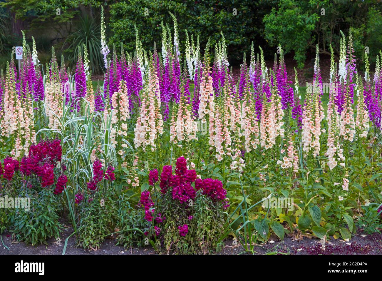 Foxglove Uk Garden High Resolution Stock Photography and Images - Alamy