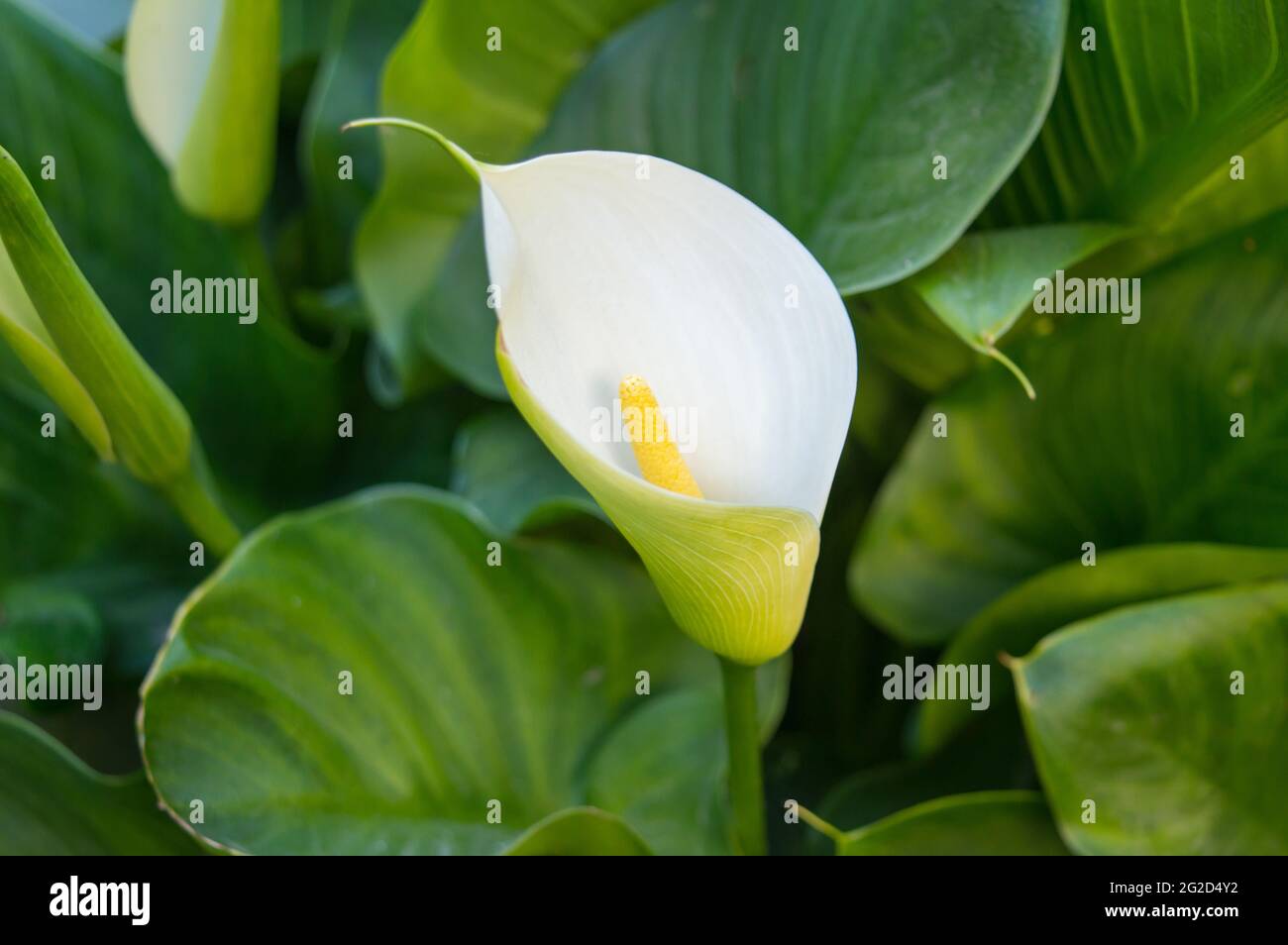 one in green large leaves Zantedeschia aethiopica, commonly known as calla lily and arum lily.close up. a simple and elegant calla lily. Stock Photo