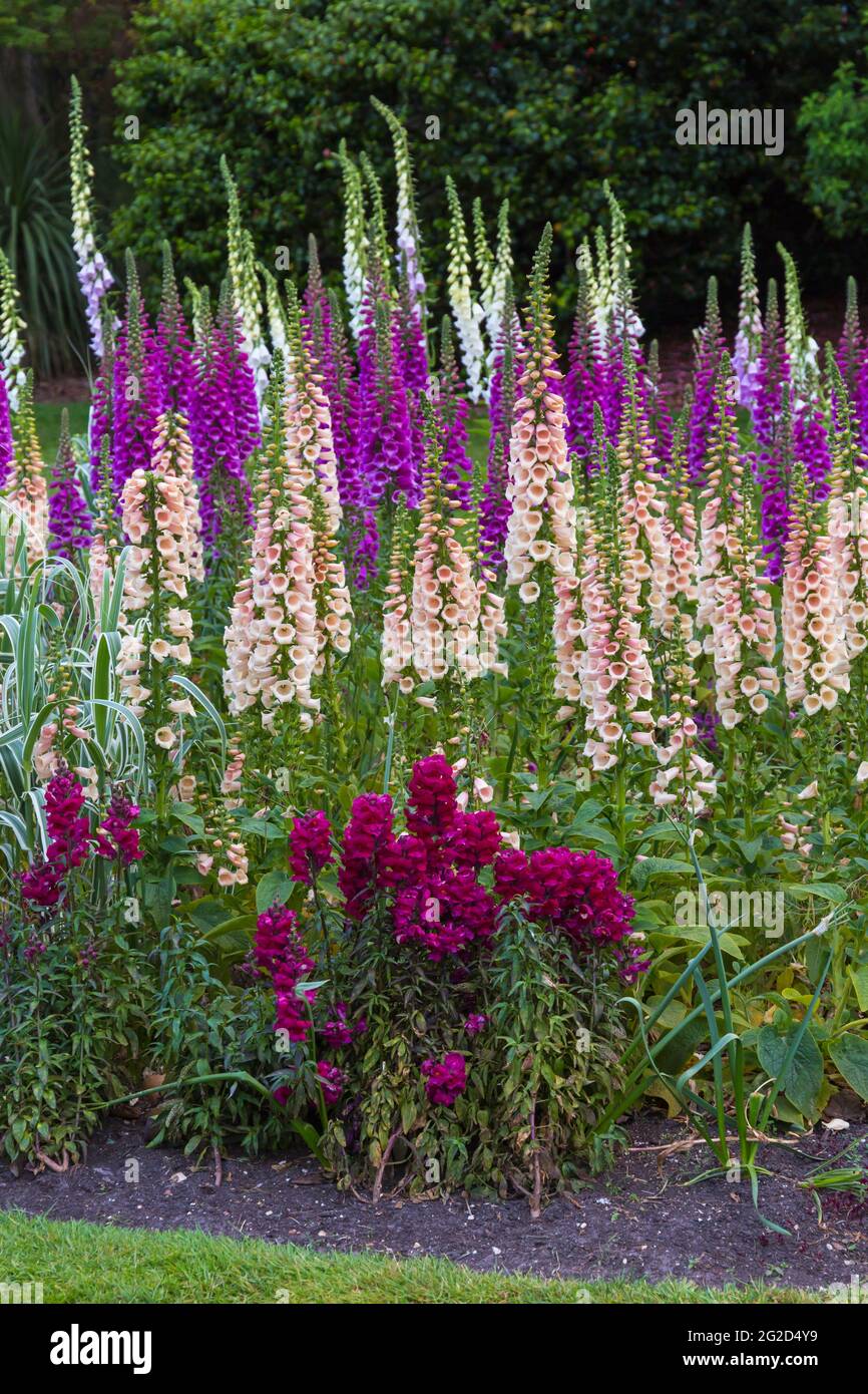 Foxglove uk garden hi-res stock photography and images - Alamy