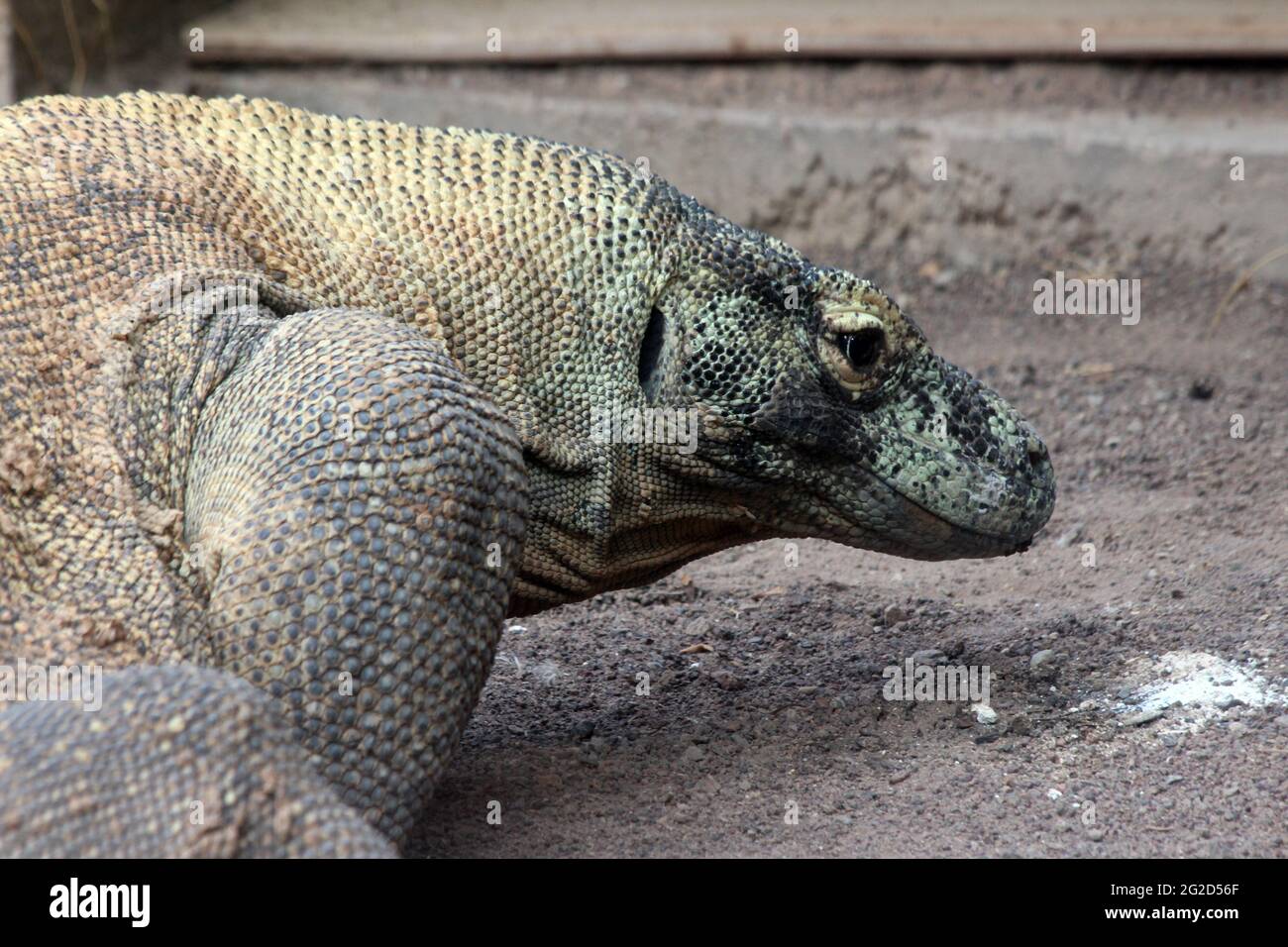 Komodowaran Stock Photo