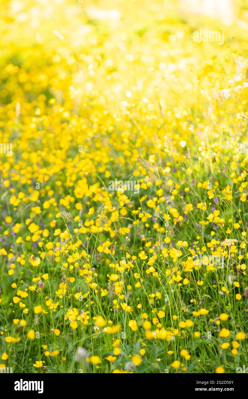 Meadow buttercups - Ranunculus acris.  In flower in a back yard wildlife and pollinator friendly meadow area. Stock Photo