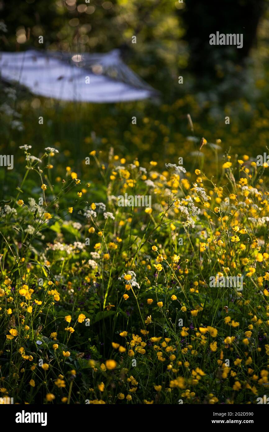 Meadow buttercups - Ranunculus acris and hammock. In flower in a back yard wildlife and pollinator friendly meadow area. Stock Photo