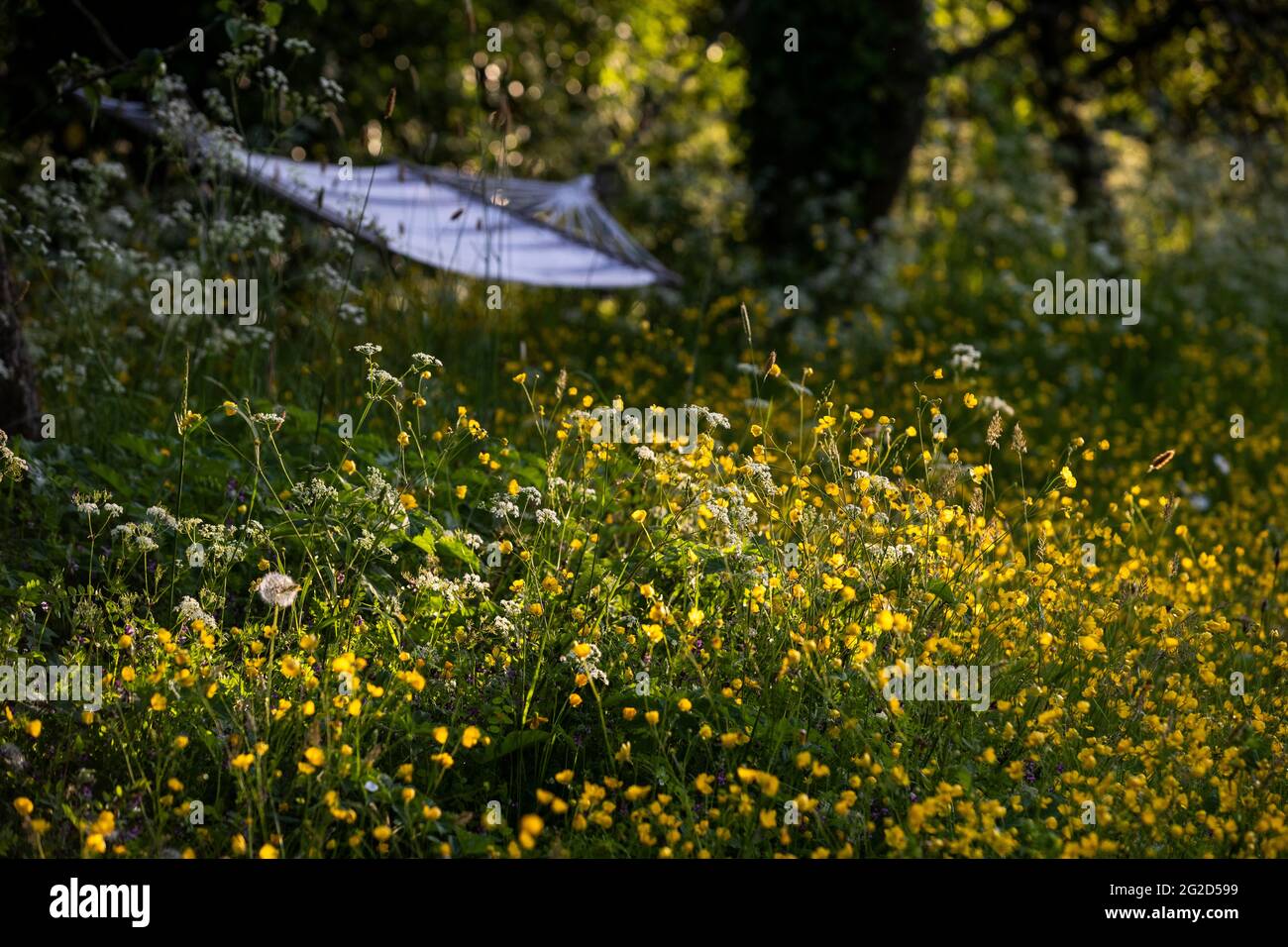 Meadow buttercups - Ranunculus acris and hammock. In flower in a back yard wildlife and pollinator friendly meadow area. Stock Photo