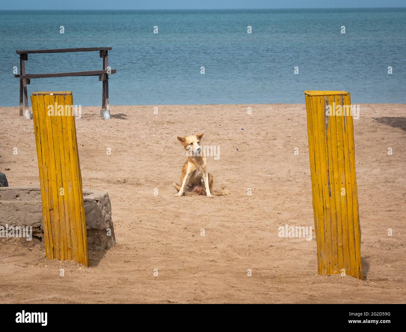 White and Yellow Mongrel Dog Sitting in the Sand of Cabo de la Vela in Uribia, Colombia Stock Photo