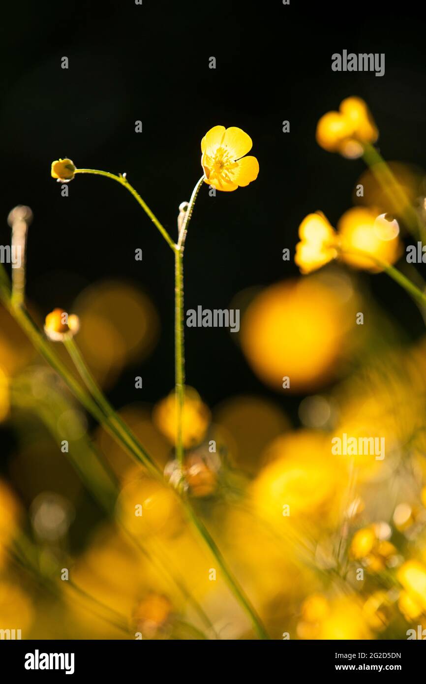 Meadow buttercups - Ranunculus acris.  In flower in a back yard wildlife and pollinator friendly meadow area. Stock Photo