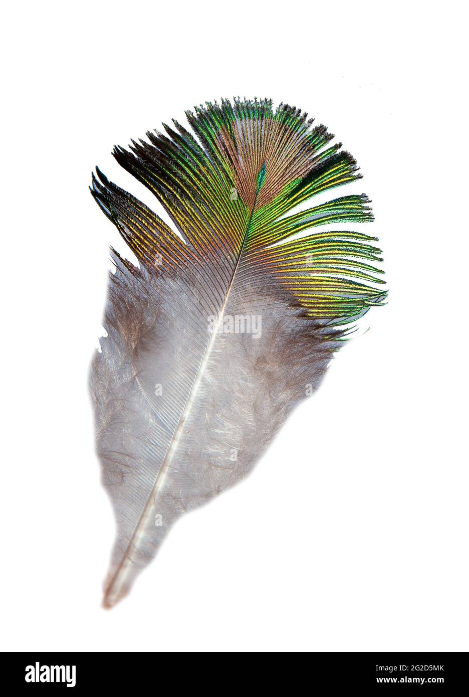 Peacock feather isolated on white background. Green pattern on the plumage. Stock Photo