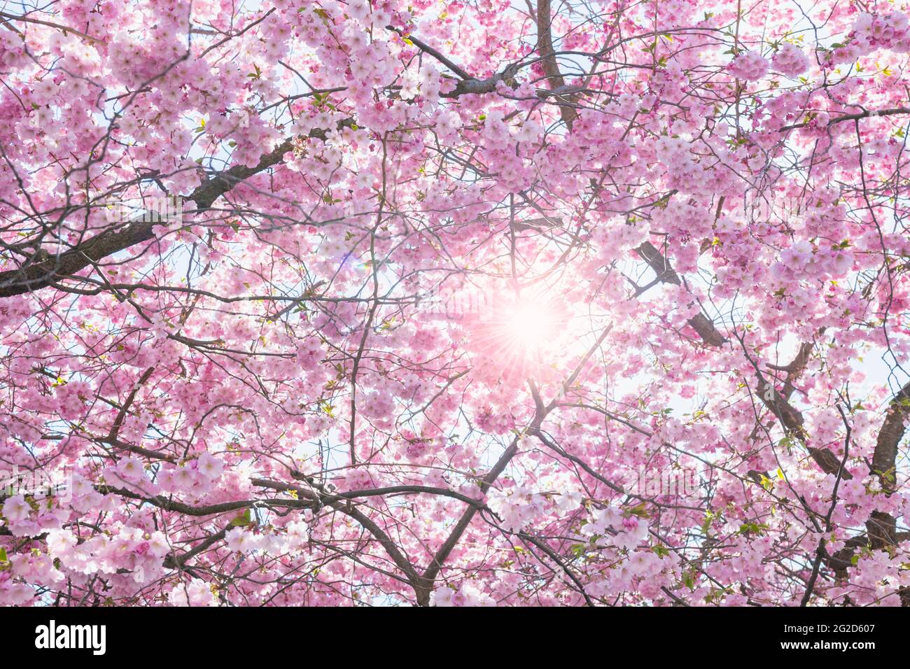 Sunlight on cherry blossom hi-res stock photography and images - Alamy