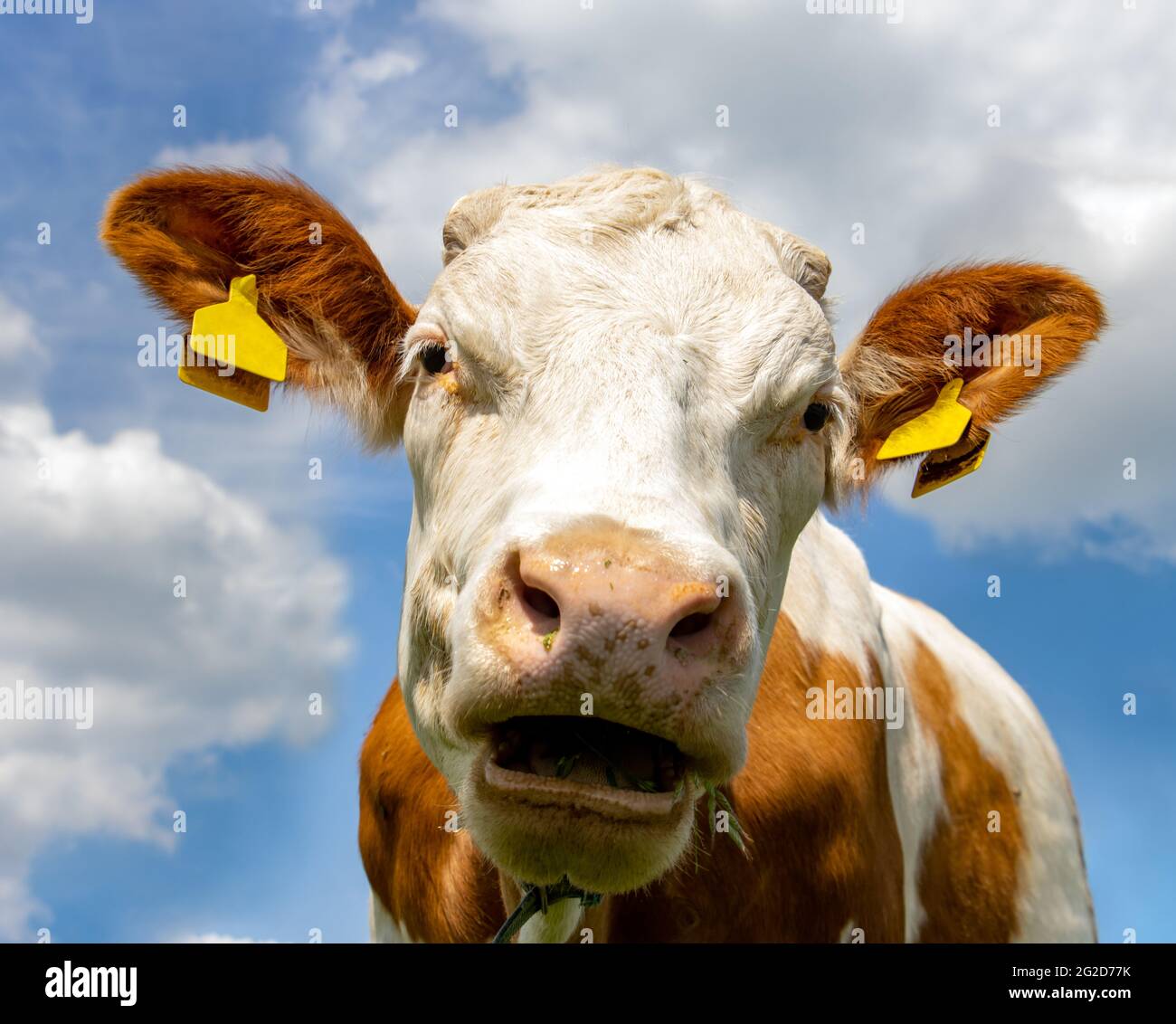 Funny cow head hi-res stock photography and images - Alamy