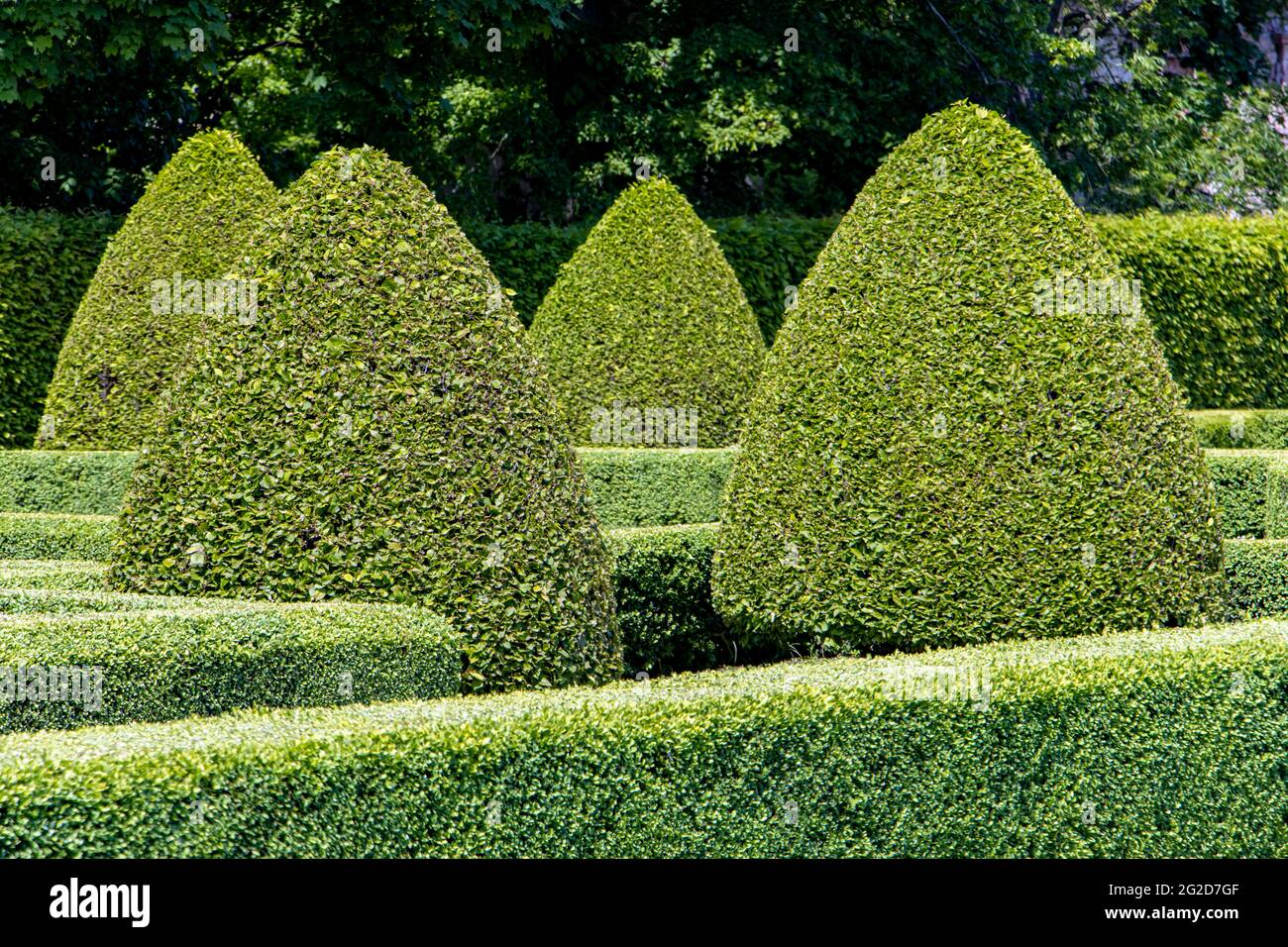 Summer park with decoratively cut trees and hedges Stock Photo
