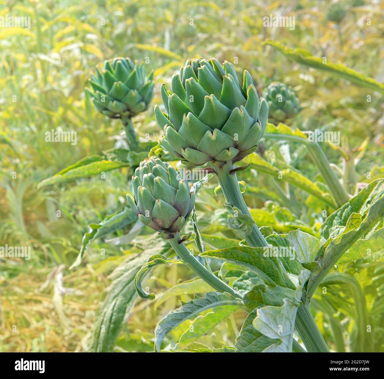 Closeup of artichoke heads in a field, selective focus Stock Photo